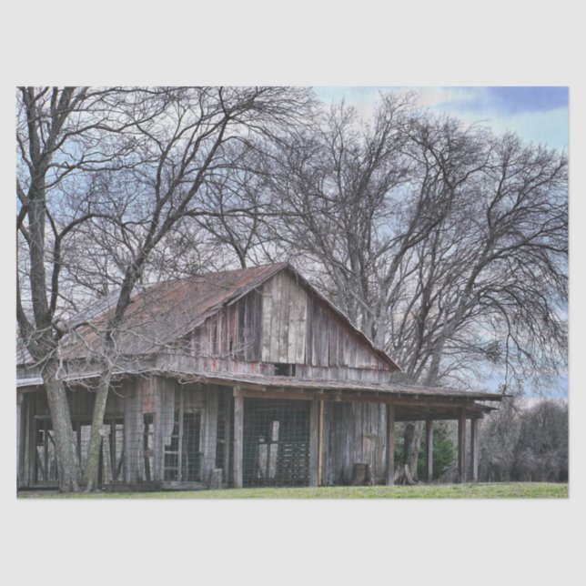 In Ruins Wood Barn with Surrounding Bare Trees     Tissue Paper (Front)