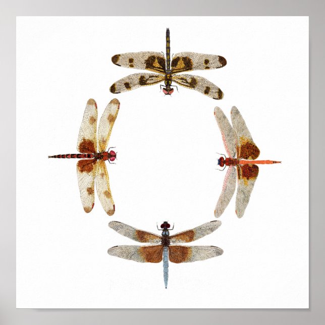 In Sync- Circle of Dragonflies Art Poster (Front)