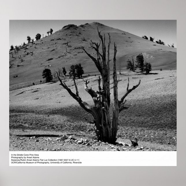 In the Bristle-Cone Pine Area by Ansel Adams Poster (Front)