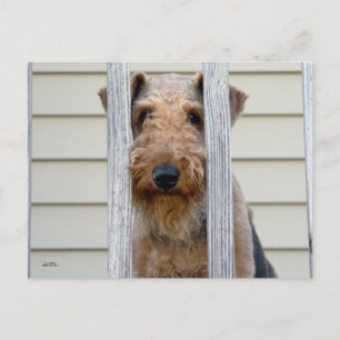"In the Doghouse" Postcard