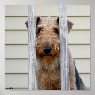 "In the Doghouse" Poster