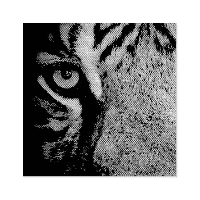 In the Eye of a Tiger Rubber Stamp (Imprint)