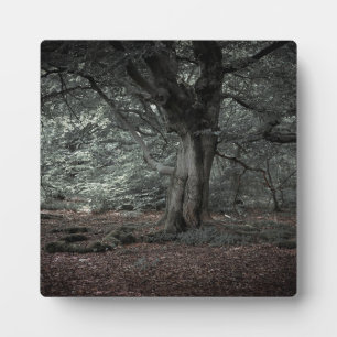 In the fairytale forest plaque
