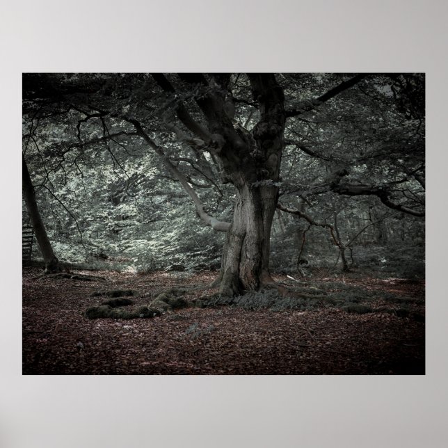 In the fairytale forest  poster (Front)