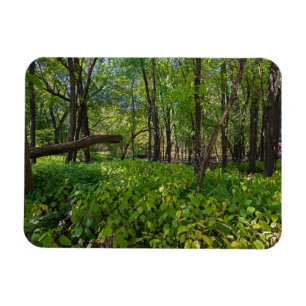 in the forest at fort snelling state park magnet