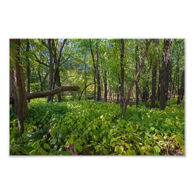 in the forest at fort snelling state park photo print (Front)