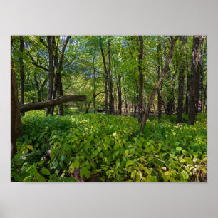 in the forest at fort snelling state park poster