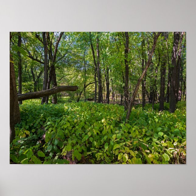 in the forest at fort snelling state park poster (Front)