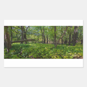 in the forest at fort snelling state park rectangular sticker
