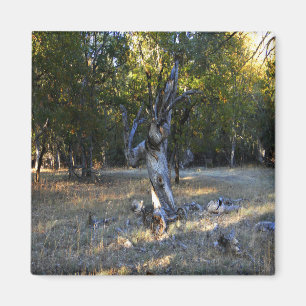 In the Forest.... Magnet
