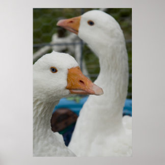 In the Fowl Barn Poster