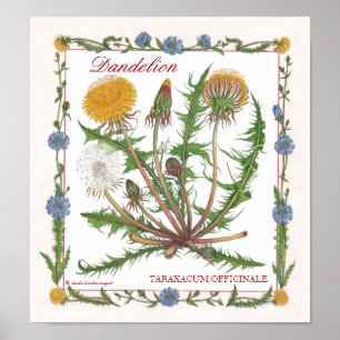 In the Garden ~ Dandelion Poster