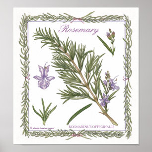 In the Garden ~ Rosemary Poster