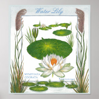 In the Garden ~ Water Lily Poster