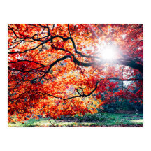 IN THE MAGICAL COLORS OF THE AUTUMN