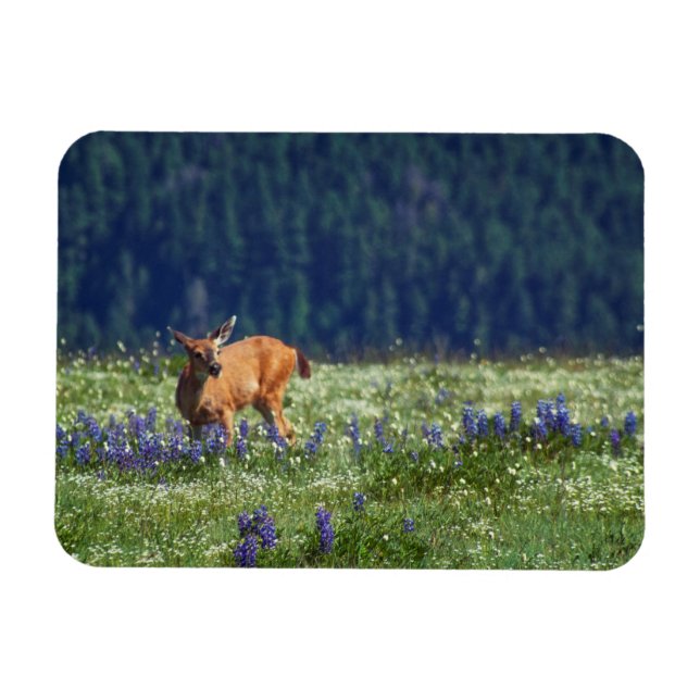 In the Meadow Magnet (Horizontal)