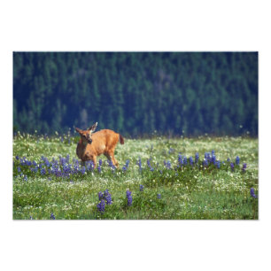 In the Meadow Photo Print