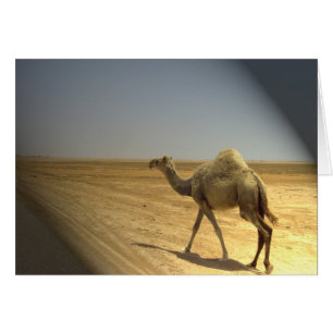 In the spotlight - camels in the desert