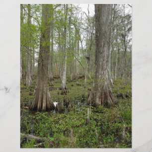 In the Swamp