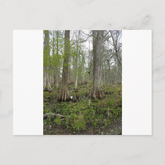 In the Swamp Postcard (Front)