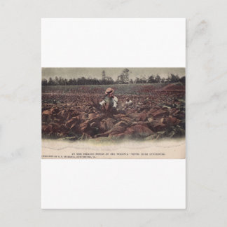 In The Tobacco Fields of Old Virginia Postcard