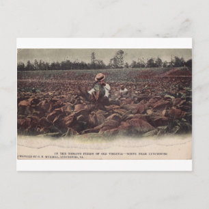 In The Tobacco Fields of Old Virginia Postcard