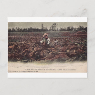 In The Tobacco Fields of Old Virginia Postcard