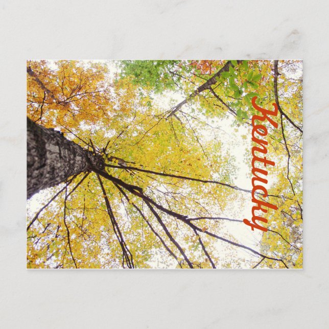 In the Trees by JerseyFawn Postcard (Front)