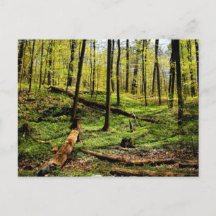 In The Woods Postcard