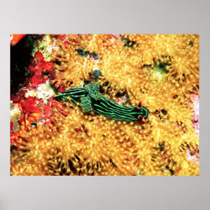 In the Yellow Coral Poster