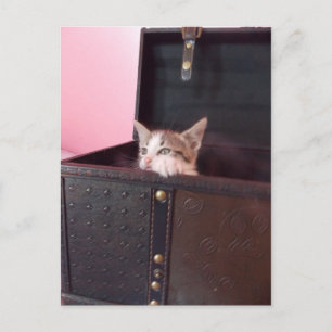 in trunk kitten postcard