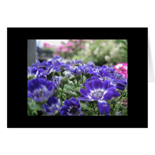 In violet... (Front Horizontal)