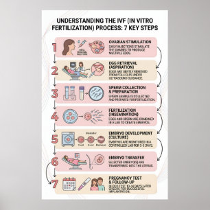 In Vitro Fertilisation (IVF) Process Explained: 7 Poster