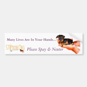 In Your Hands (Puppy) Bumper Sticker