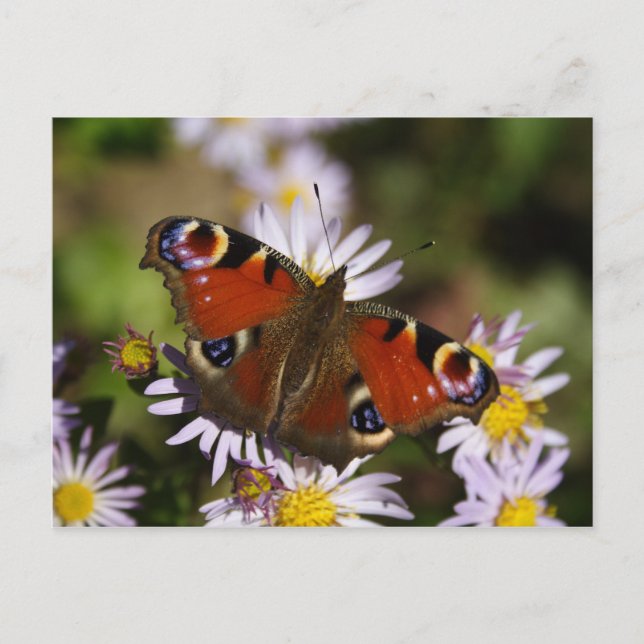 Inachis io postcard (Front)