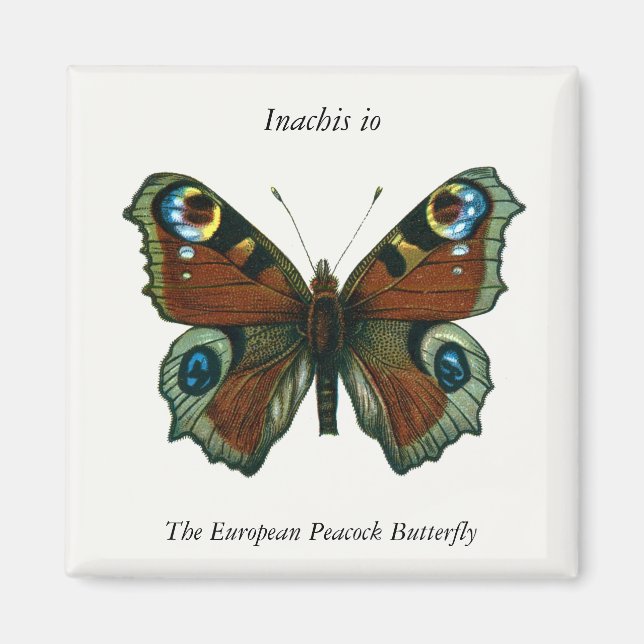 Inachis io - The European Peacock Butterfly Magnet (Front)