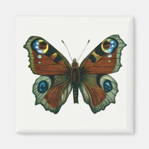 Inachis io - The European Peacock Butterfly Magnet