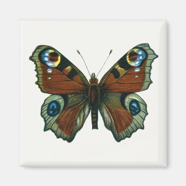 Inachis io - The European Peacock Butterfly Magnet (Front)