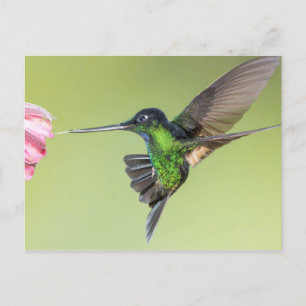 Inca Hummingbird in Flight Pose Postcard