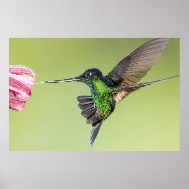 Inca Hummingbird in Flight Pose Poster (Front)