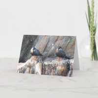 Inca terns