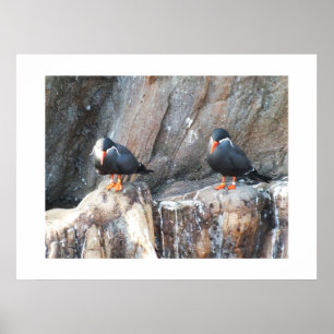 Inca terns poster