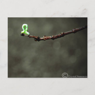Inchworm Postcard