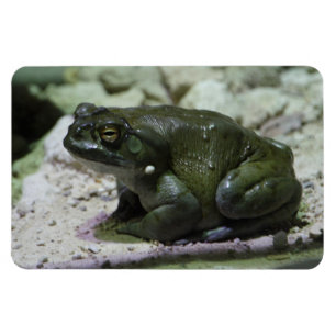 Incilius alvarius magnet