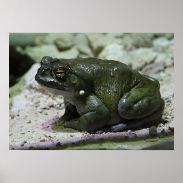 Incilius alvarius poster (Front)