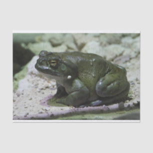 Incilius alvarius tissue paper