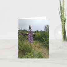 Independent Purple Lupine Note Card