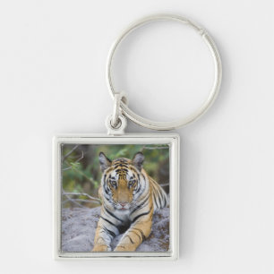India, Bandhavgarh National Park, tiger cub Key Ring
