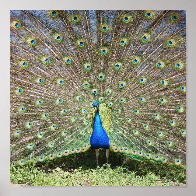 India Blue Peacock Poster (Front)