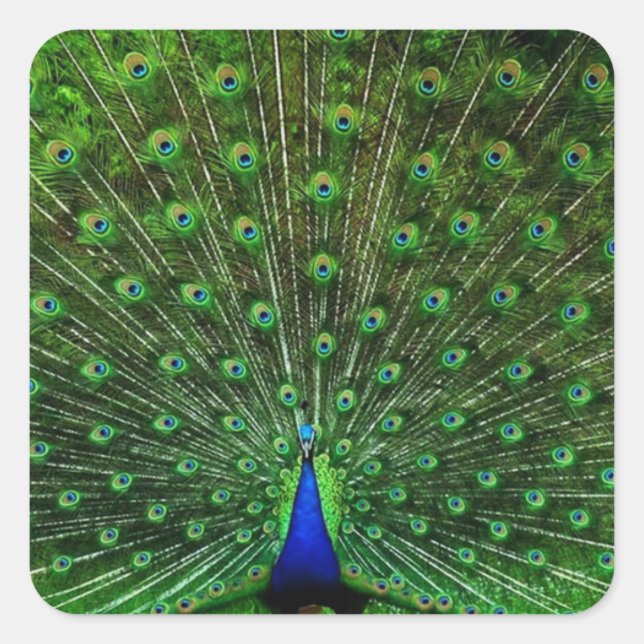 India Blue Peacock Square Sticker (Front)